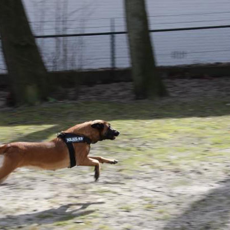 honden_foto-cb_039.jpg