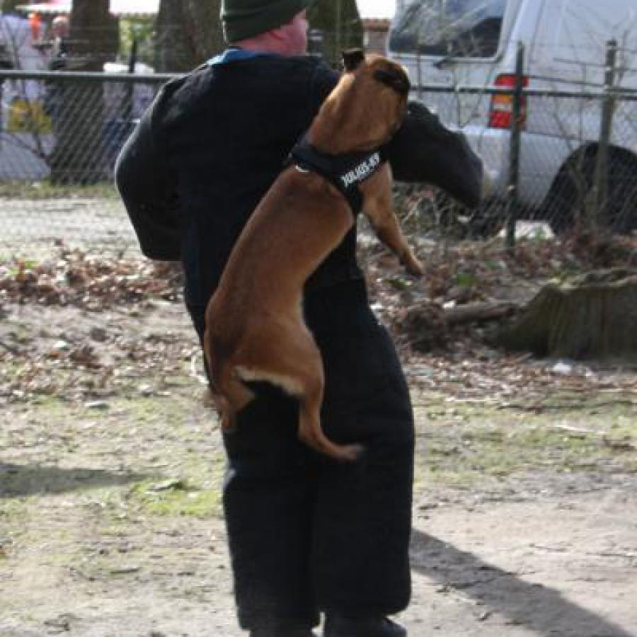 honden_foto-cb_044.JPG